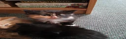 British Longhair cats for sale: Lovely kittens for sale in Bracknell - Advert 5