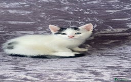 Domestic Shorthair cats for sale: Lola - 8 Weeks Old – Ready Now - Image 2