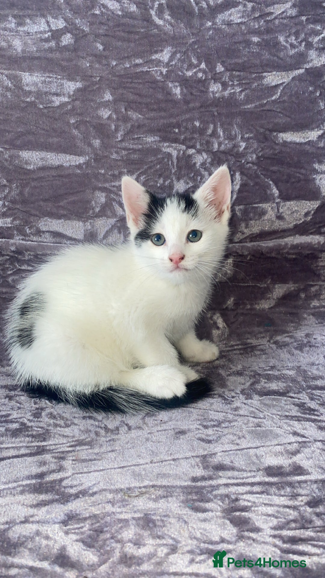 Domestic Shorthair cats for sale: Lola - 8 Weeks Old – Ready Now - Image 2