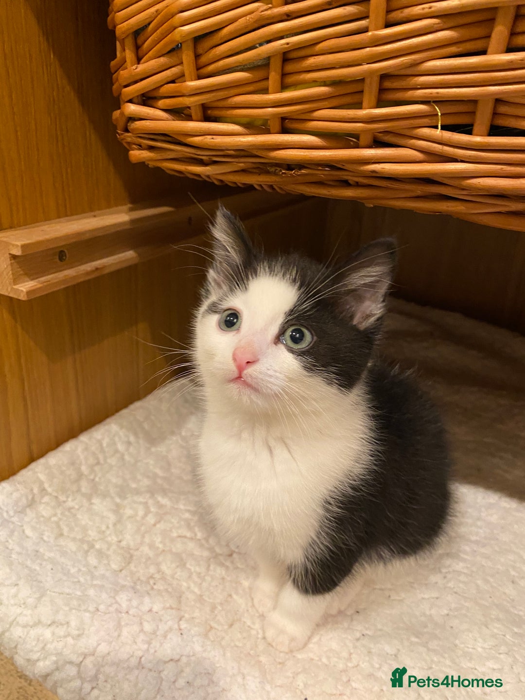 Mixed Breed cats for sale: Home-Raised Black & White Kittens– 10 Weeks Old 🐾 - Advert 3