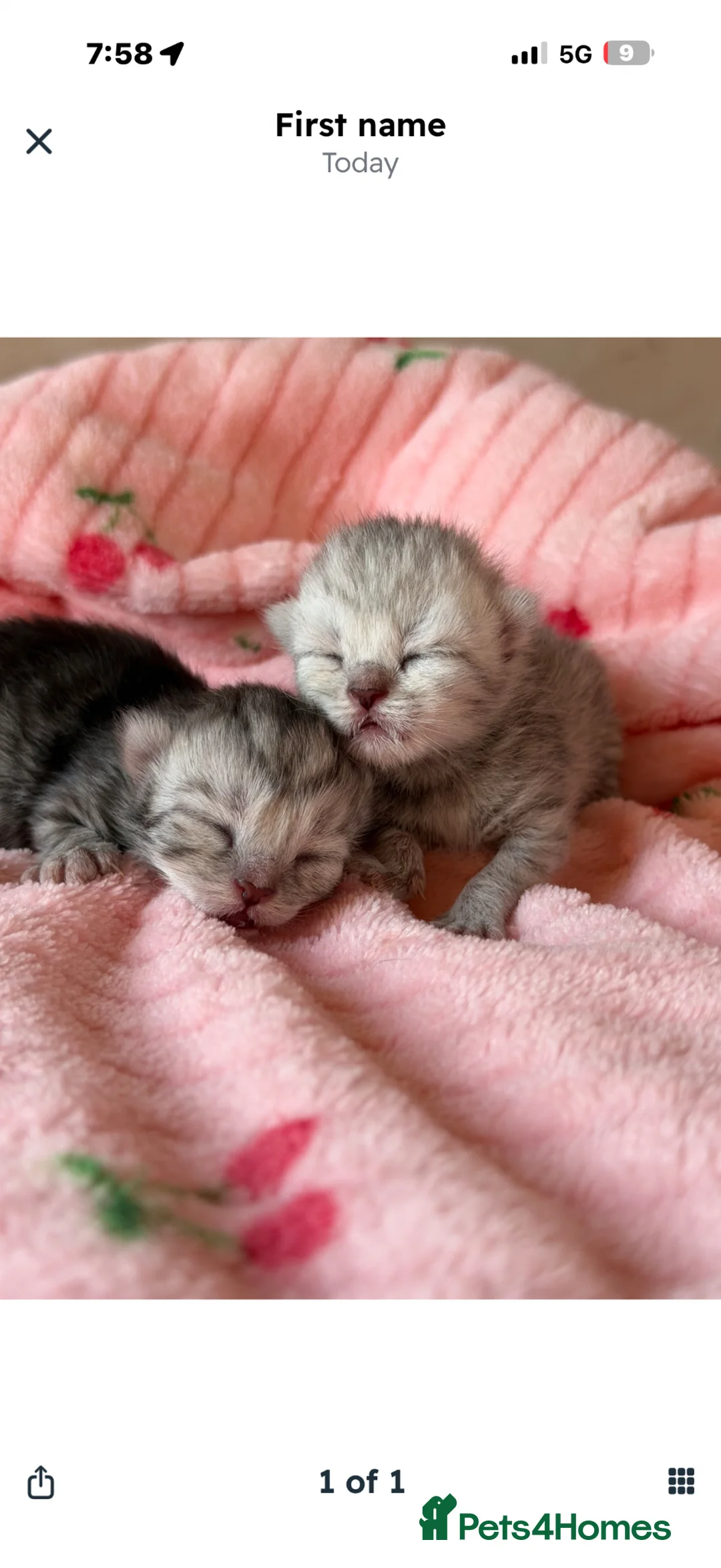 British Shorthair cats for sale: 2 pedigree silver British shorthair kittens  - Advert 1