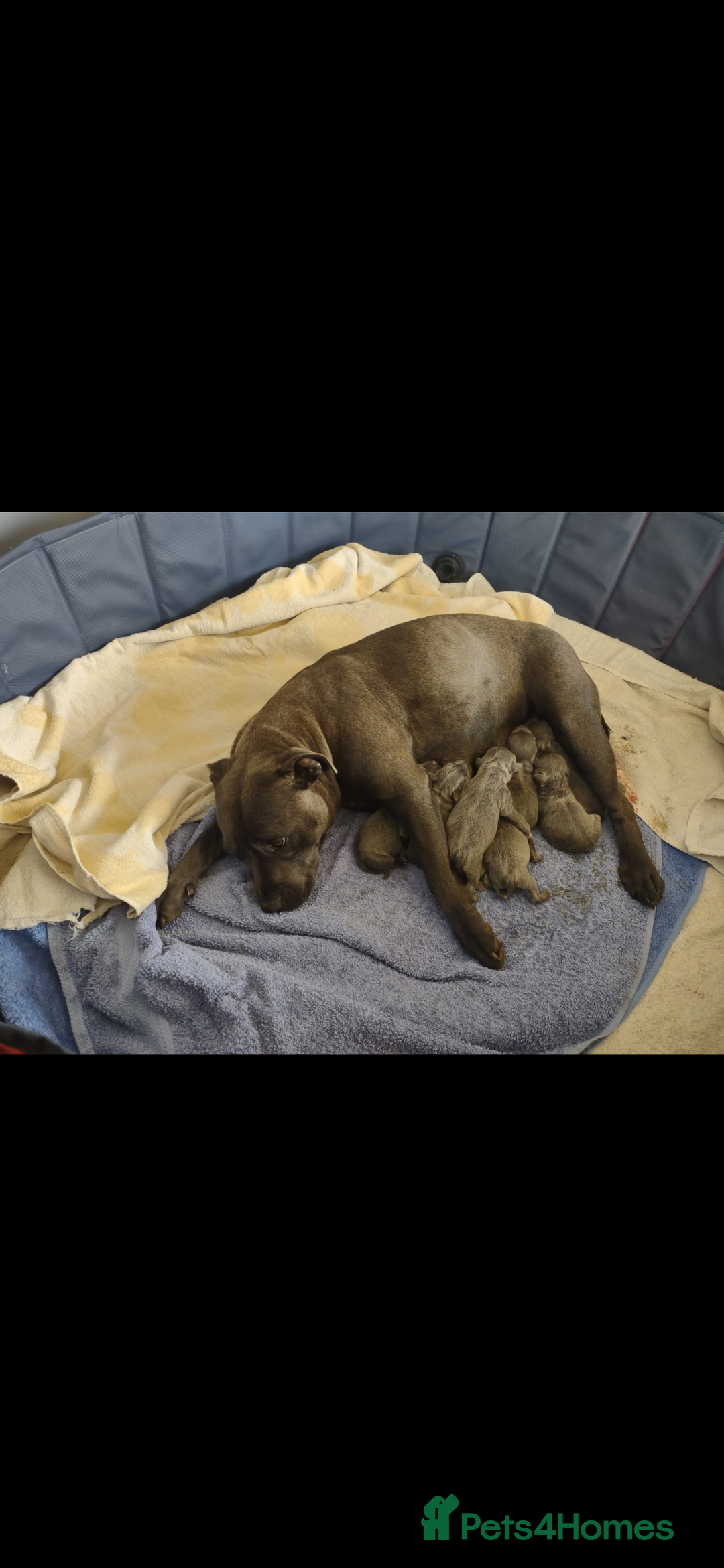 Staffordshire Bull Terrier dogs for stud: Blue Staffy For Stud proven KC  - Advert 14