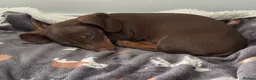 Miniature Dachshund dogs for sale: Beautiful Chocolate and Tan Miniature Dachshund  - Advert 15