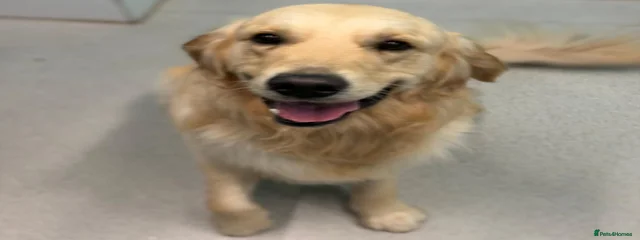 Duke
