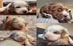 Cockapoo dogs for sale: Gorgeous F2B Cockapoo puppies  - Image 1