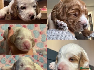 Cockapoo dogs for sale - Advert 1