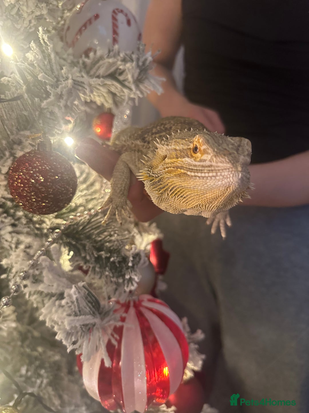 Bearded Dragon reptiles for sale: Female bearded dragon  - Advert 2