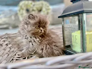 Persian cats Adorable Persian kittens - Advert 5