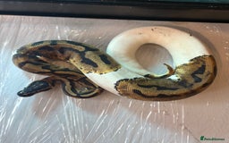Python Snake reptiles for sale: CHECK DESCRIPTION !!! - Image 14