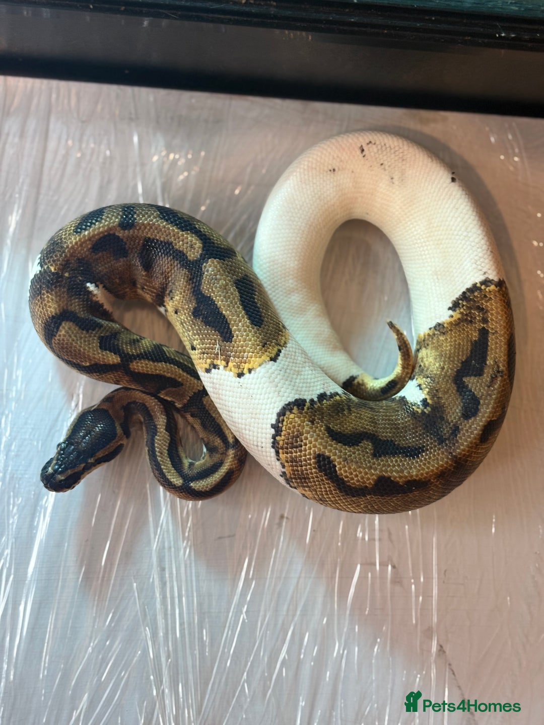 Python Snake reptiles for sale: CHECK DESCRIPTION !!! - Image 14