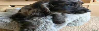 Black Roan 