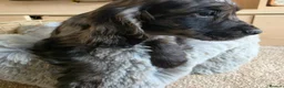 Cocker Spaniel dogs for sale: Working Type Cocker Spaniels - Advert 33