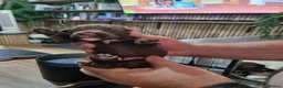 Sprocker dogs for sale: Sprocker Puppies for sale girls and boys - Advert 6