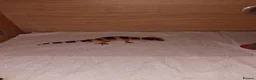 Leopard Gecko reptiles for sale: Leopard gecko - Advert 3