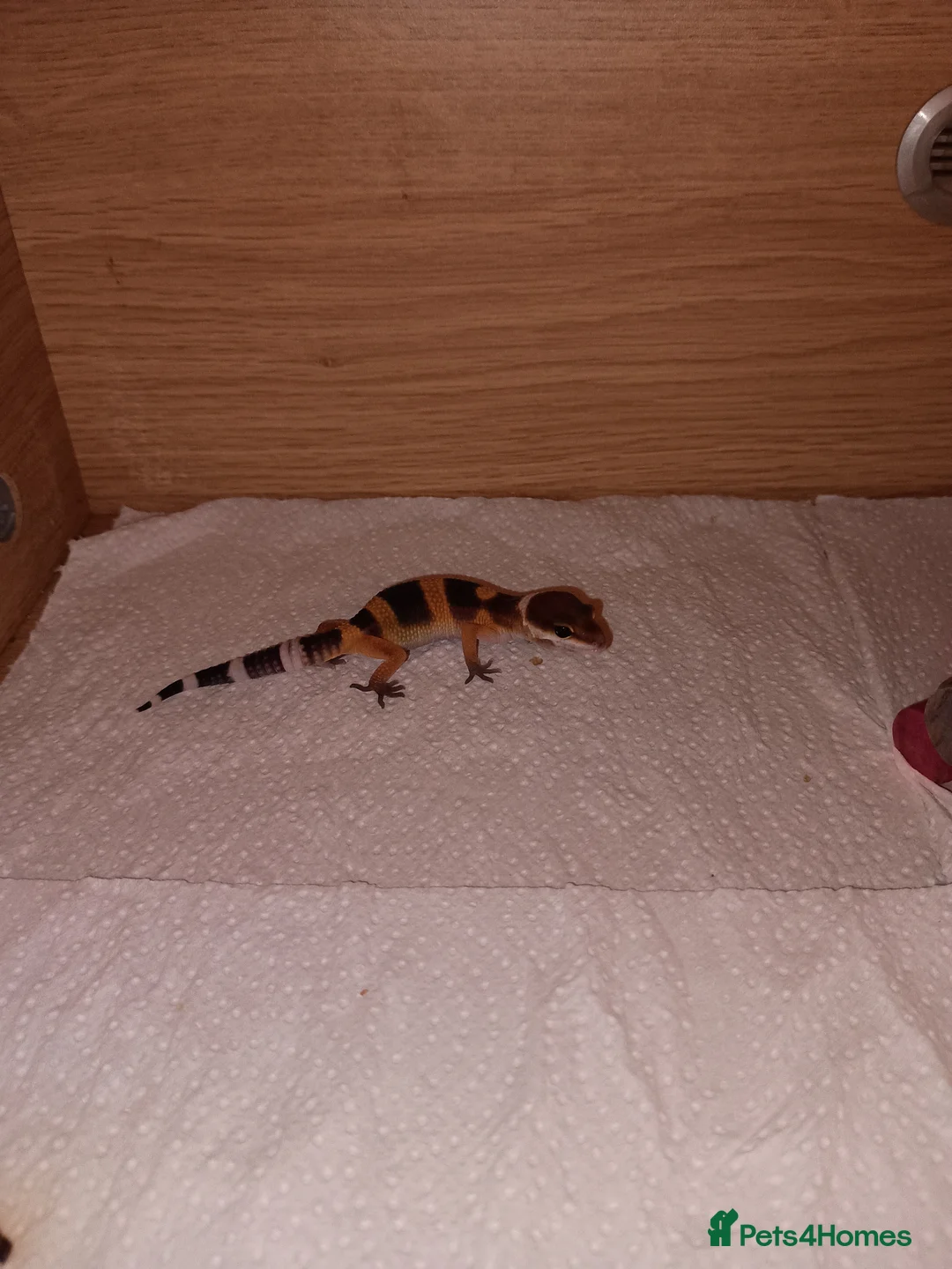 Leopard Gecko reptiles for sale: Leopard gecko - Advert 3