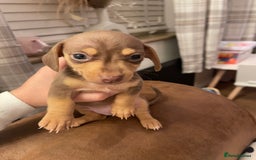 Mixed Breed dogs for sale: Dachshunds for sale  - Image 2