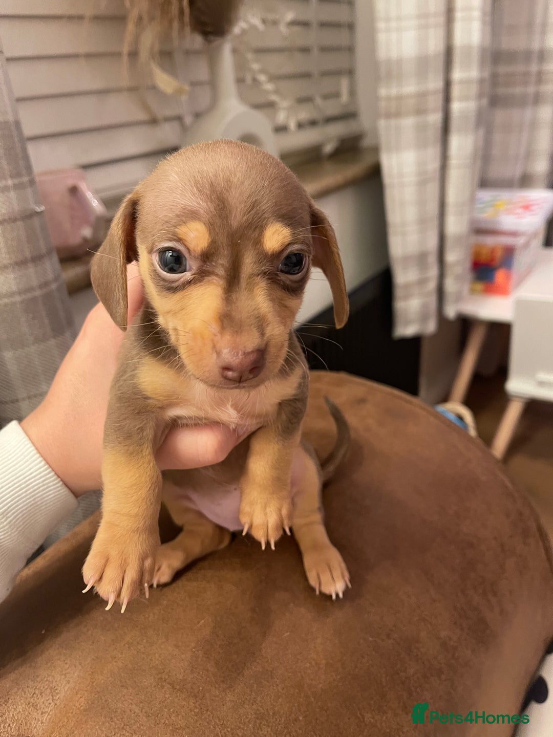 Mixed Breed dogs for sale: Dachshunds for sale  - Image 2