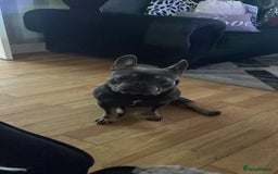 French Bulldog dogs for sale: 2 Year Old Male French Bulldog - Image 5