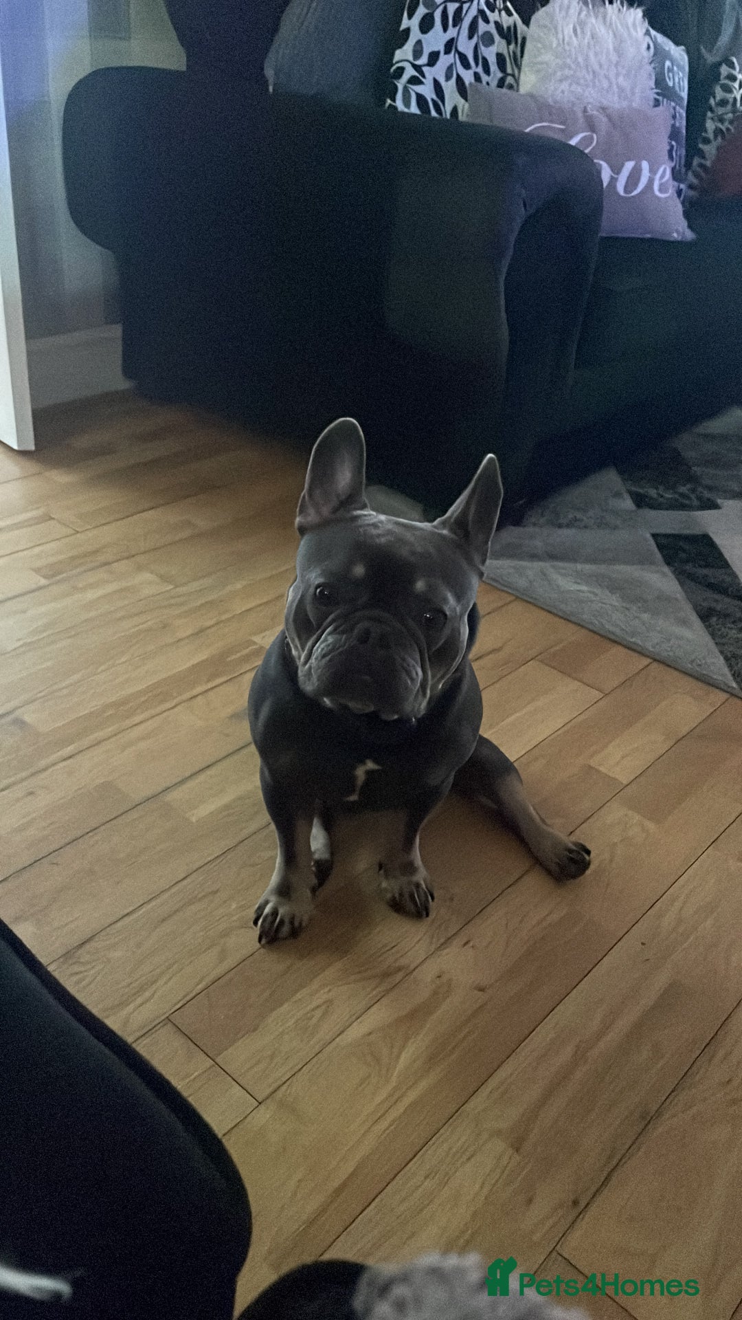 French Bulldog dogs for sale: 2 Year Old Male French Bulldog - Image 5