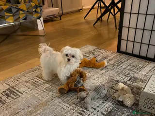 Maltese dogs Beautiful KC registered male Maltese - Advert 3