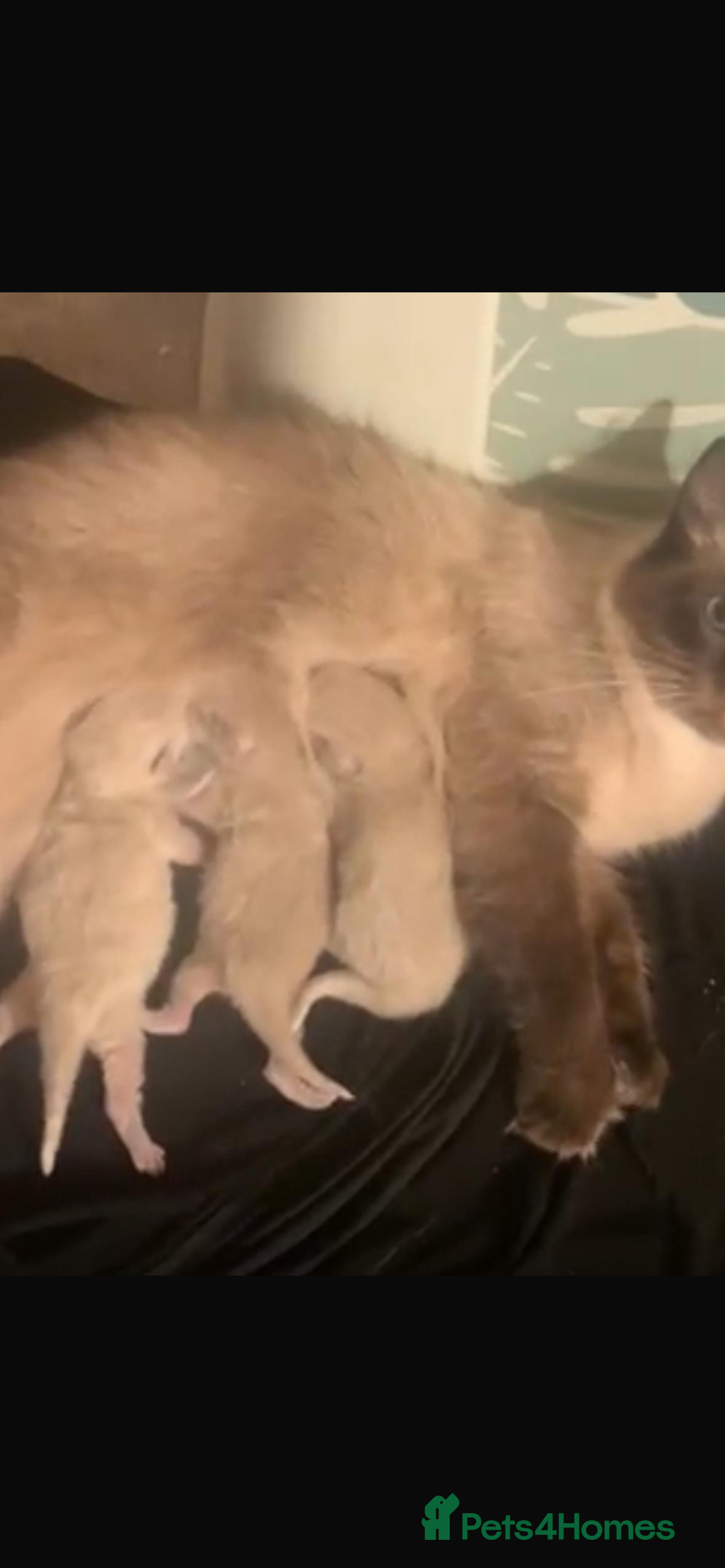 Ragdoll cats for sale: Beautiful Ragdoll Kittens Available  - Advert 12