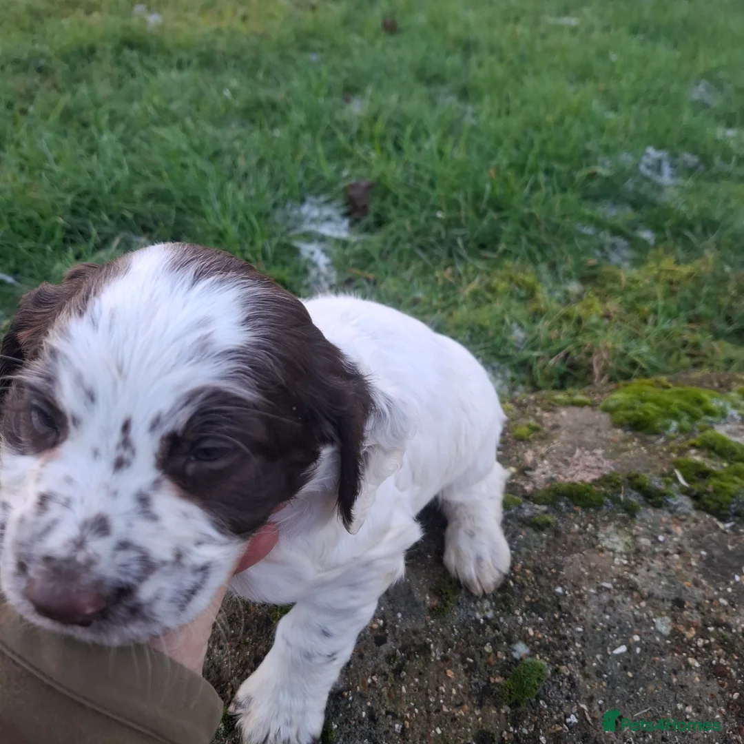 Sprocker dogs for sale: Sprocker Spaniel Puppies - Advert 7