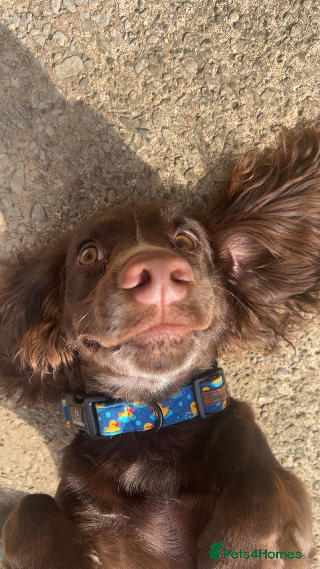 Cocker Spaniel dogs for stud: English cocker spaniel for STUD ONLY - Image 5