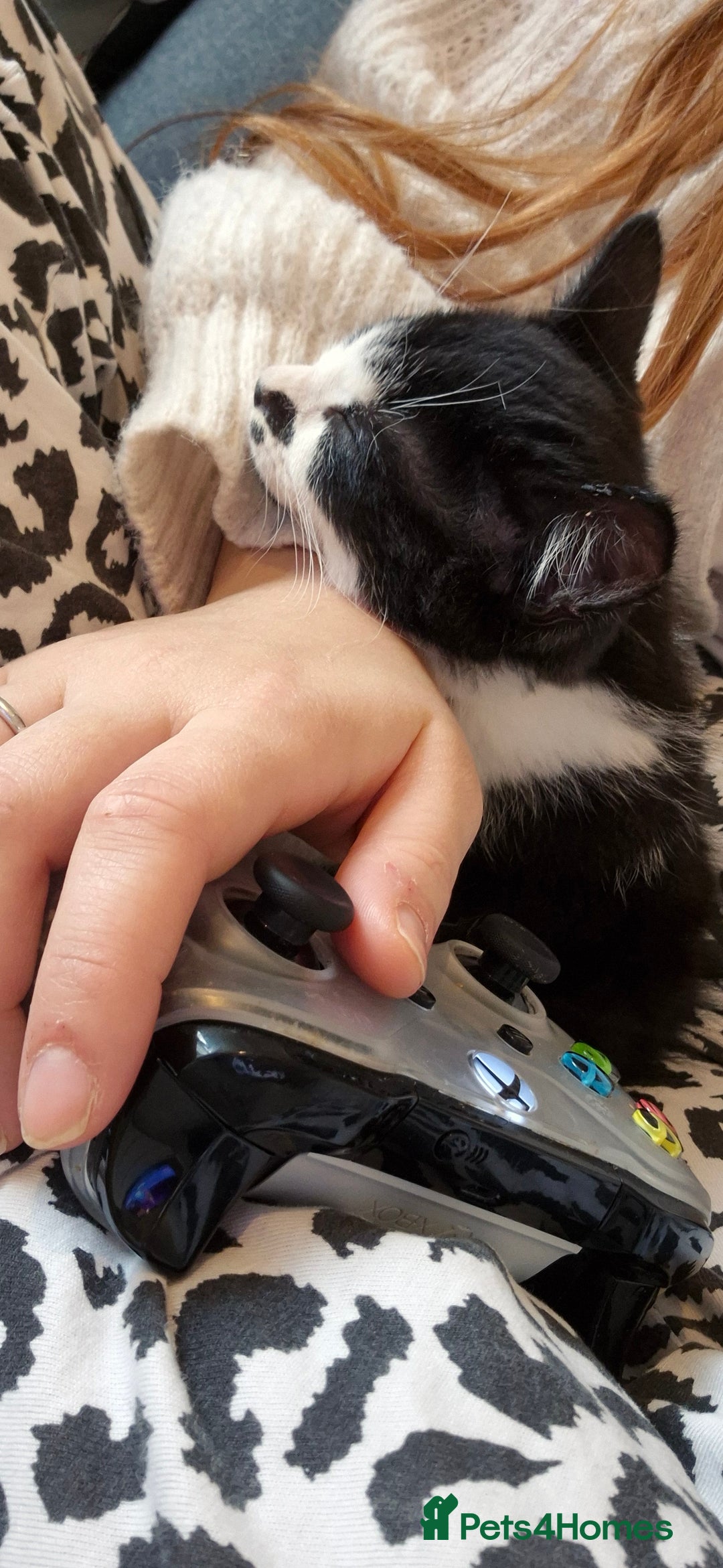 British Shorthair cats for sale: Simba Looking for a New Home - Image 6