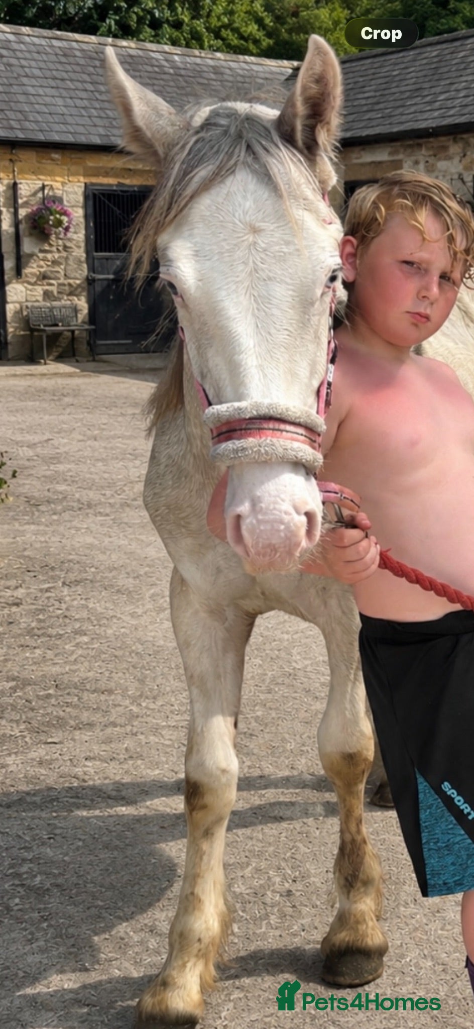 Other Breed horses Ollie  - Advert 1