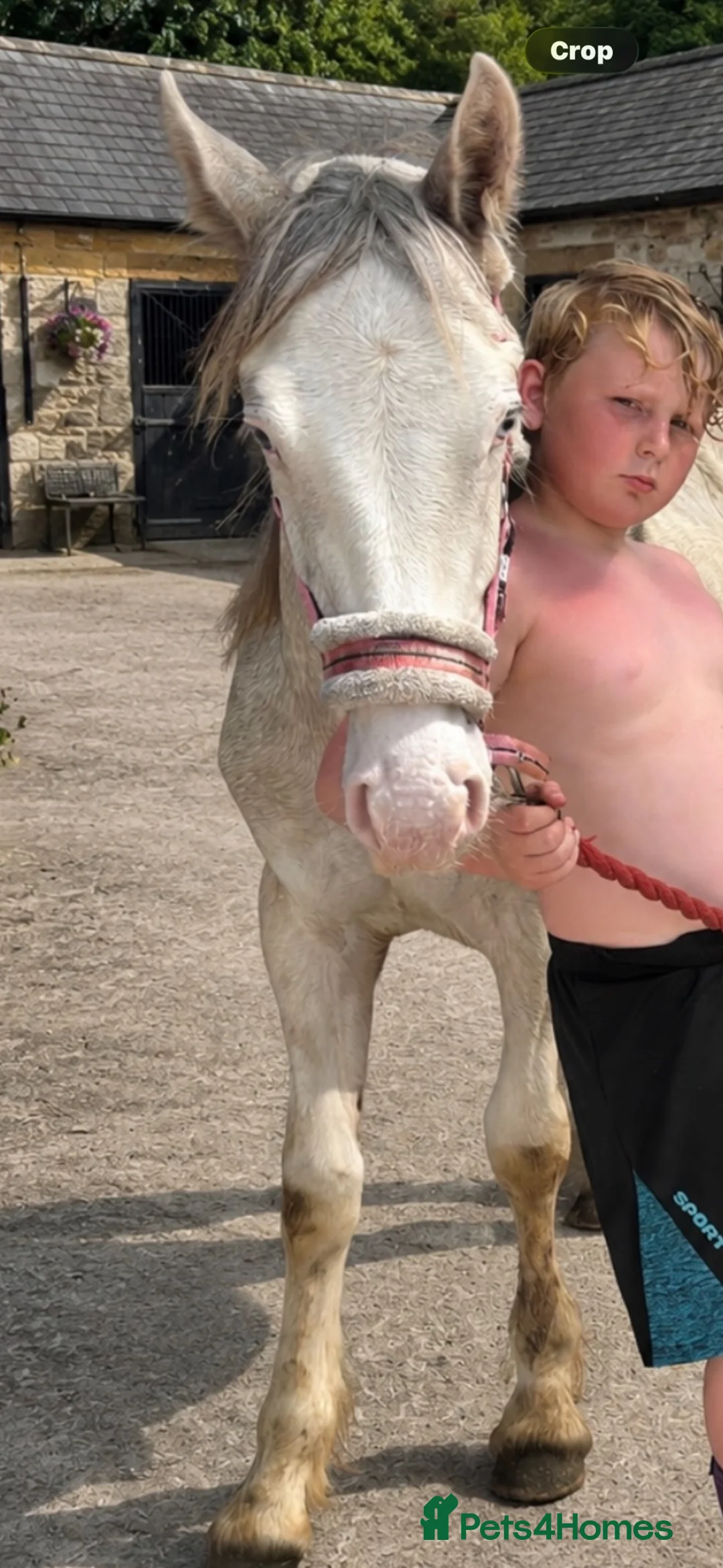 Other Breed horses for sale: Ollie  in Lancaster - Advert 1