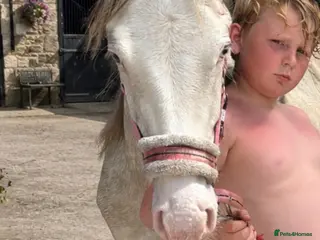 Other Breed horses Ollie - Advert 1