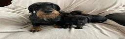 Miniature Dachshund dogs for sale: Miniature Wire Haired Dachshunds  - Advert 3
