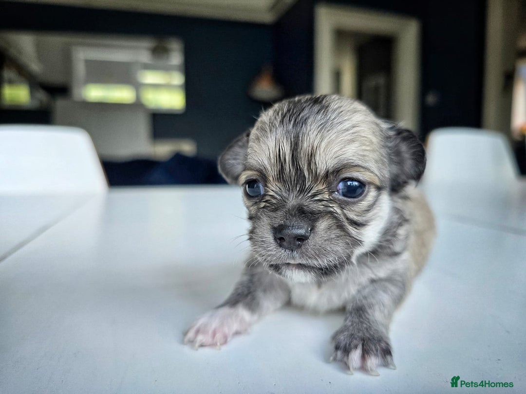 Chihuahua dogs for sale: Beautiful fluffy long haired chihuahuas - Image 20