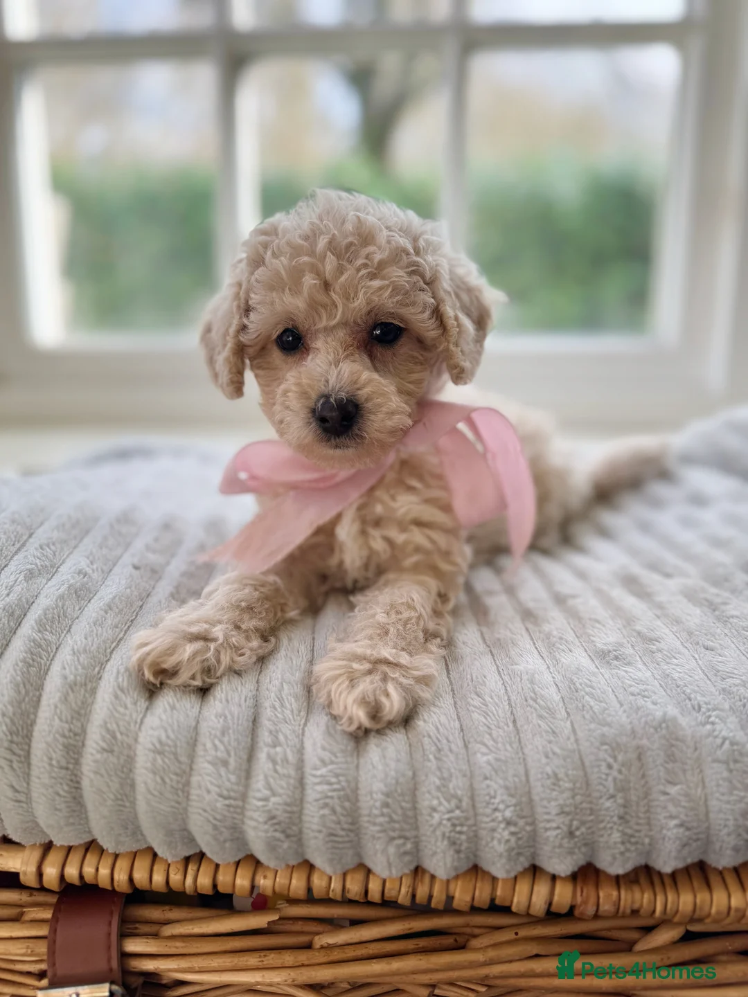 Mixed Breed dogs for sale: Shichon-poo Teddy bear - Advert 24