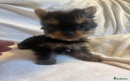 Yorkshire Terrier dogs for sale: Pure Yorkshire Terrier puppies for sale  - Image 2