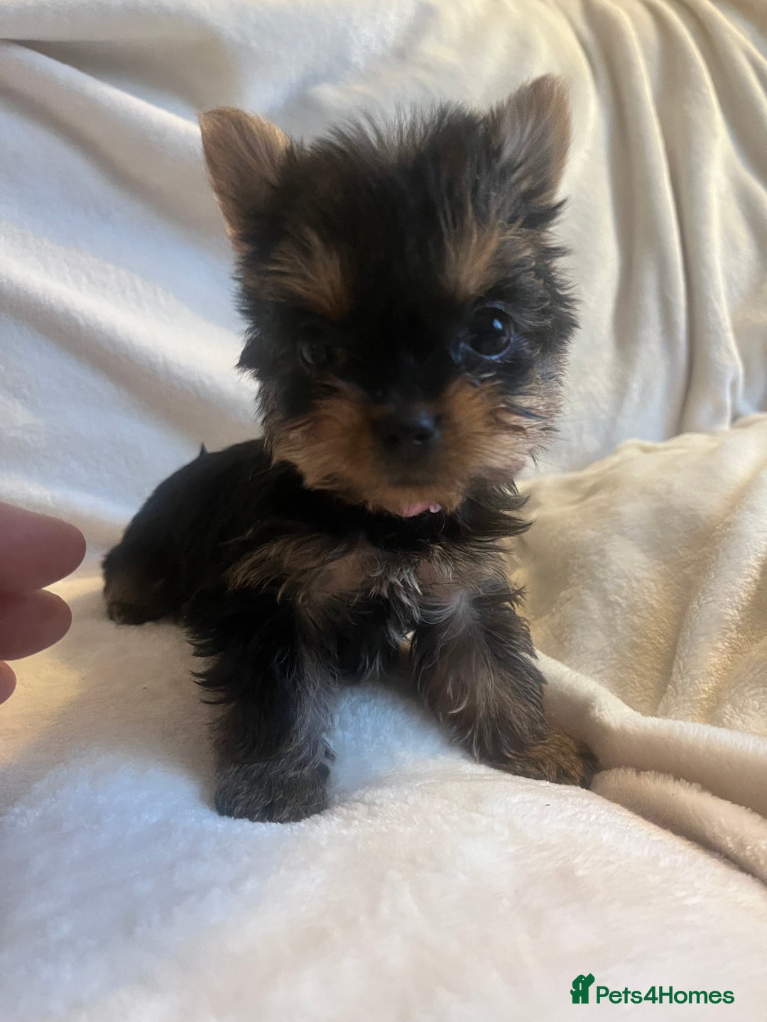 Yorkshire Terrier dogs for sale: Pure Yorkshire Terrier puppies for sale  - Image 2