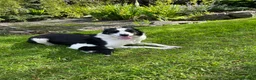 Border Collie dogs for sale: Adorable Border Collie puppies  - Advert 26