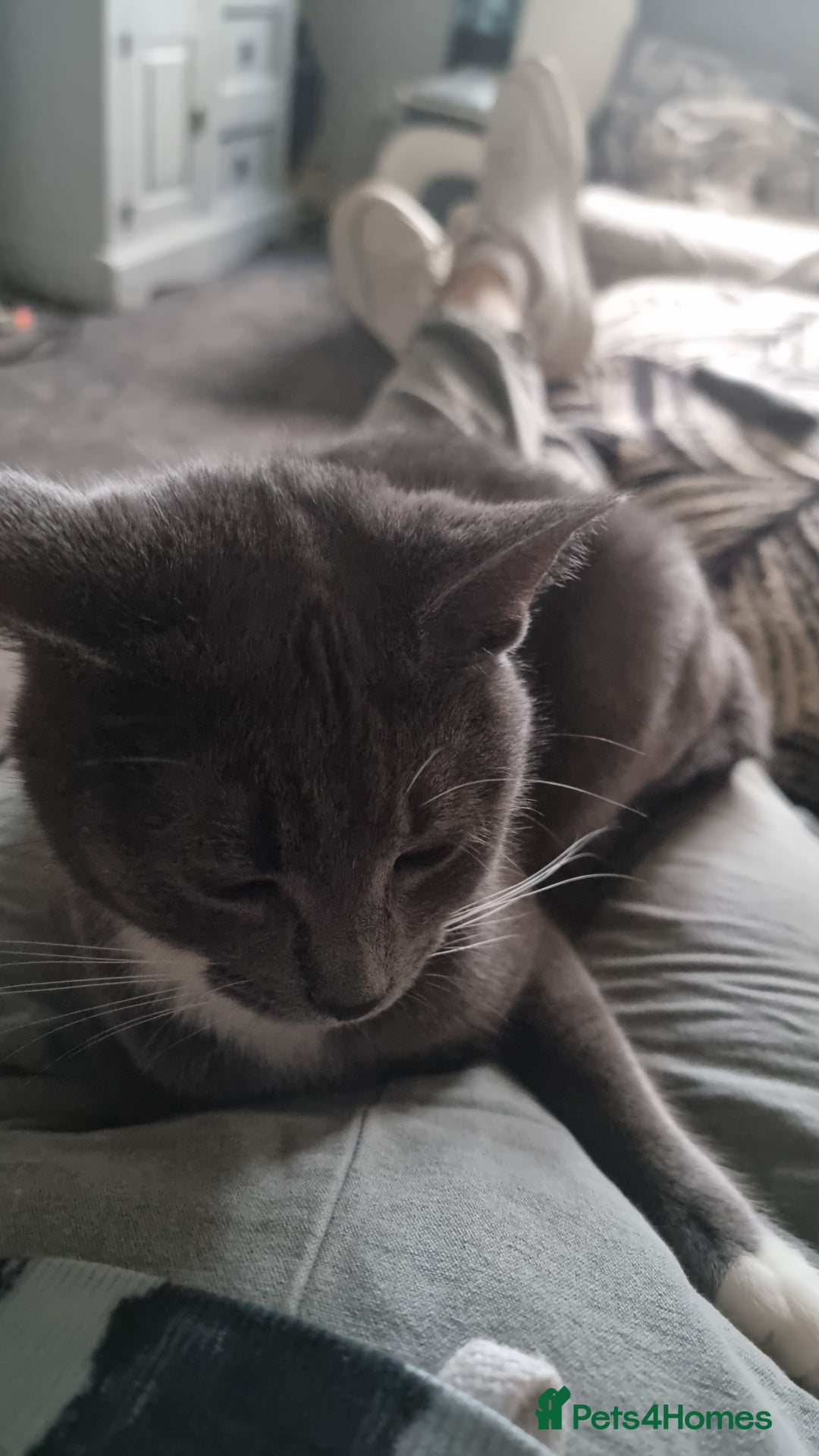 British Shorthair cats for sale: Mother and kitten  - Advert 1