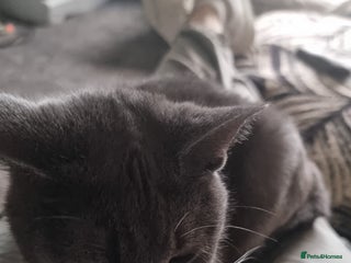 British Shorthair cats Mother and kitten - Advert 1