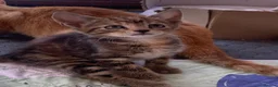Mixed Breed cats for sale: Gorgeous kittens Ready Now! - Advert 6