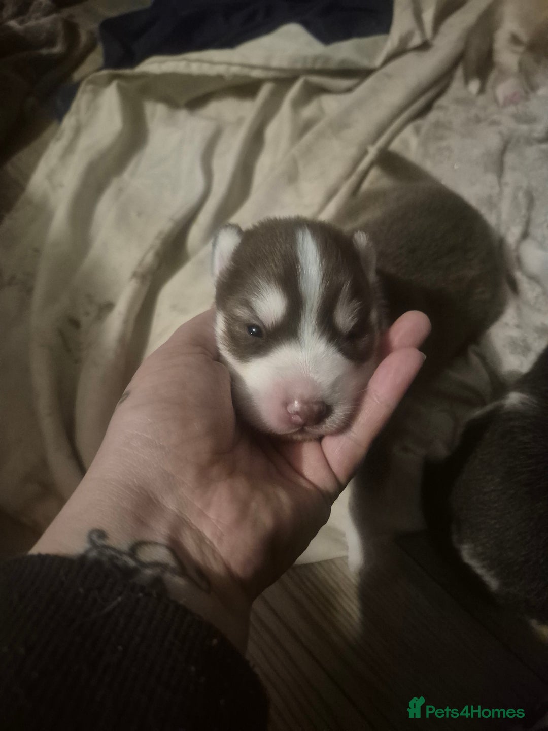 Alaskan Malamute dogs for sale: Beautiful husky malmute puppies - Advert 20