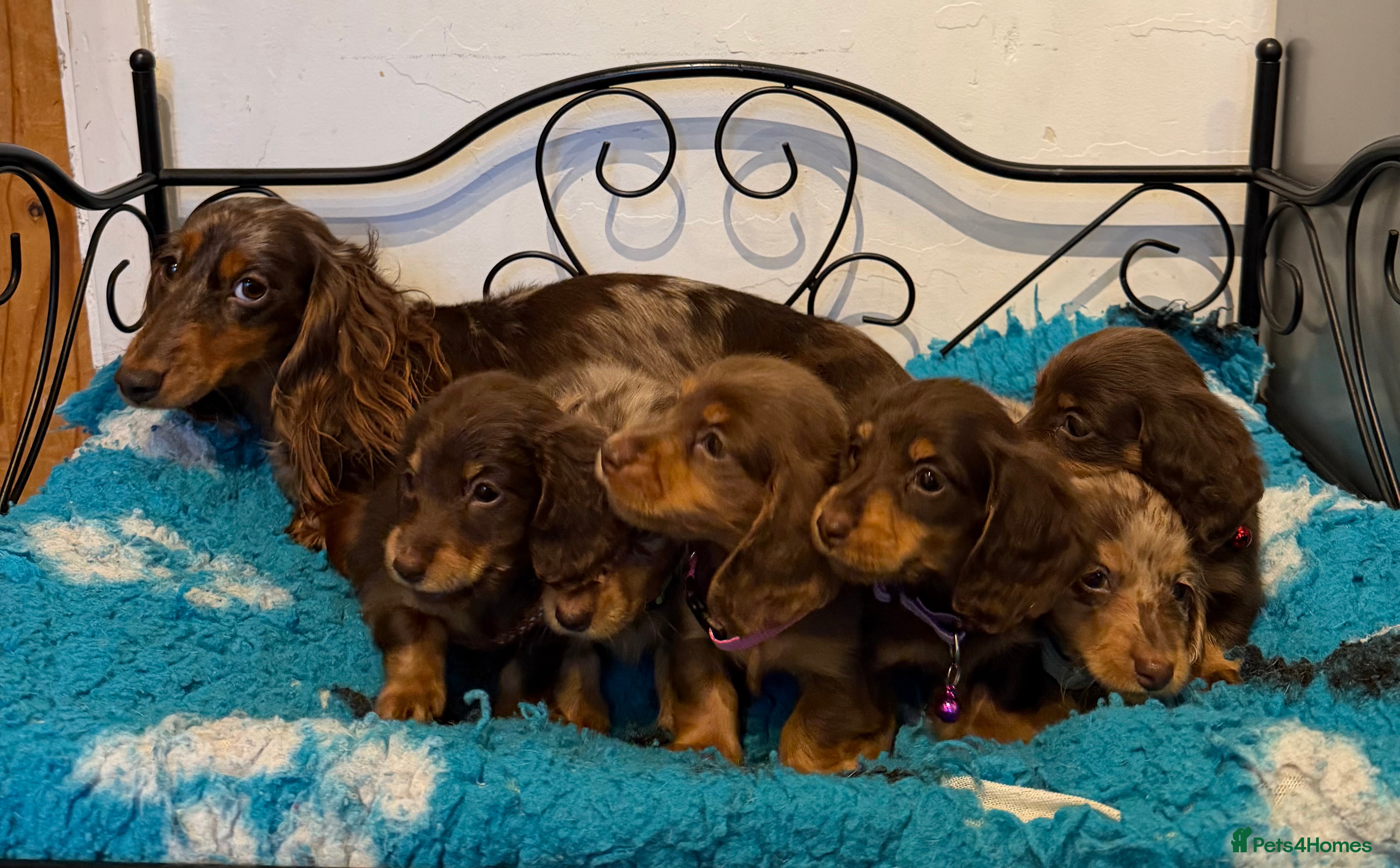 Miniature Dachshund dogs Long haired miniature dachshund puppies in Chigwell - Advert 15