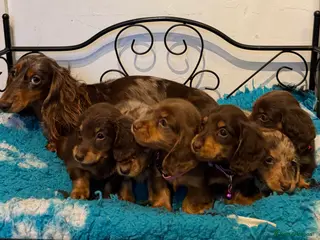 Miniature Dachshund dogs Long haired miniature dachshund puppies in Chigwell - Advert 15
