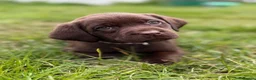 Labrador Retriever dogs for sale: New Arrivals at Westfena 🐾 Labradors  - Advert 7