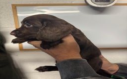 Sprocker dogs for sale: Sprocker Spaniel Pups- Ready To Go - Image 7