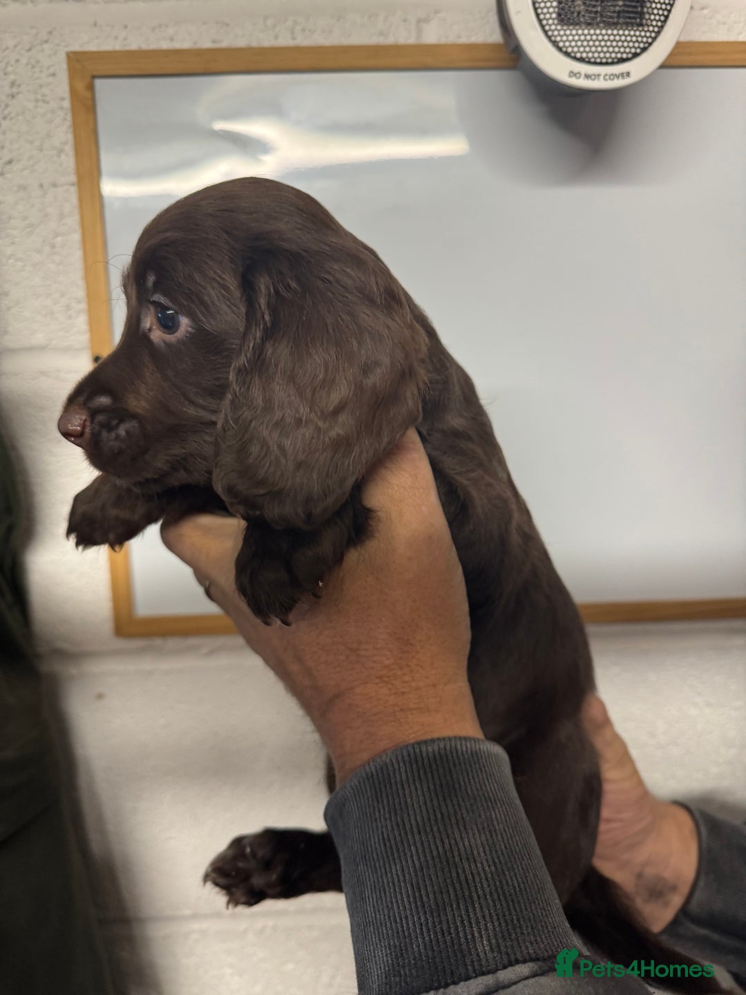 Sprocker dogs for sale: Sprocker Spaniel Pups- Ready To Go - Image 7