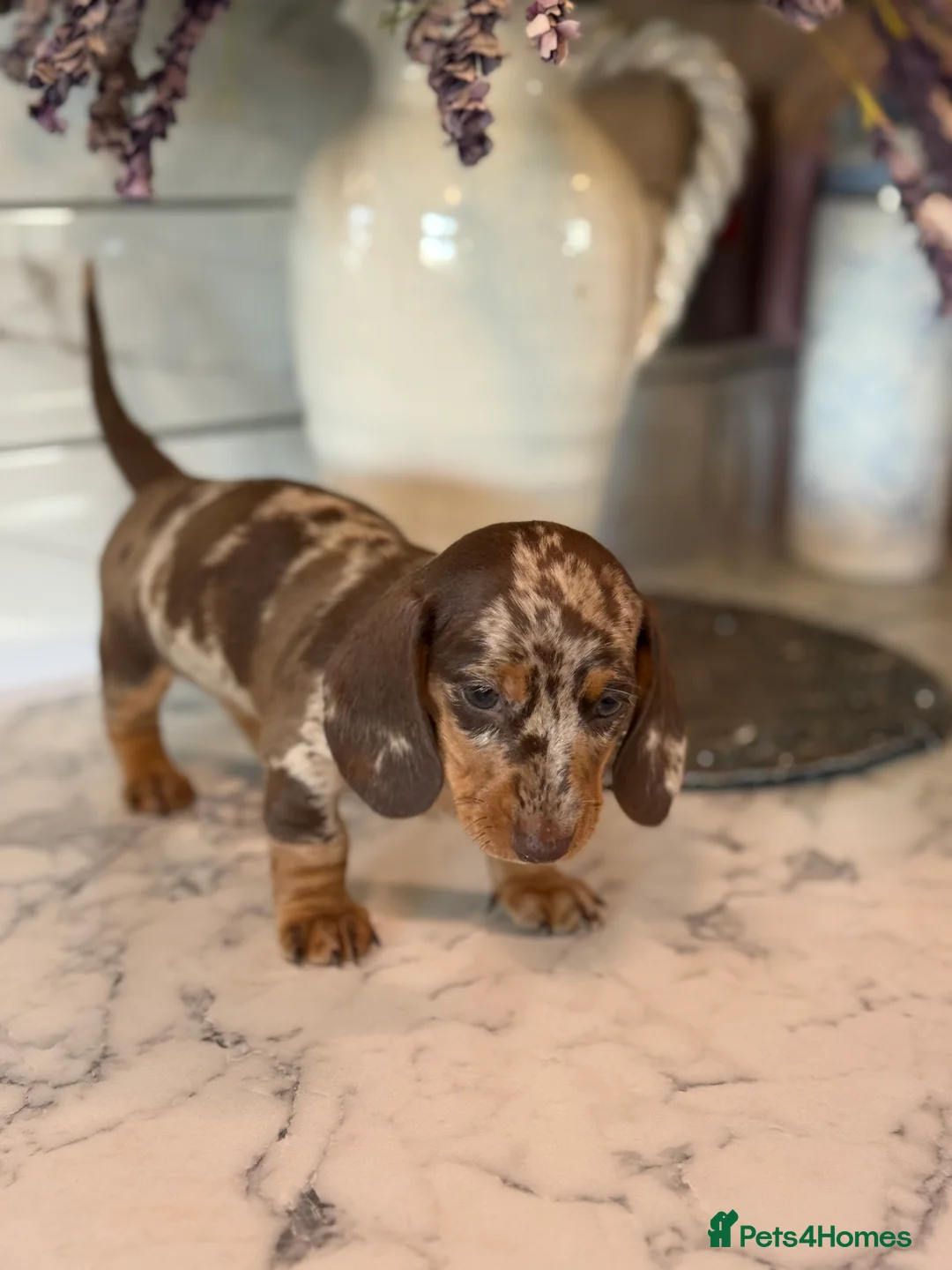 Miniature Dachshund dogs for sale: 🎀 SHOW QUALITY KC REGISTERED MALES AND FEMALES 🎀 - Advert 4