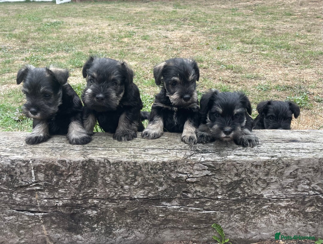 Miniature Schnauzer dogs for sale: KC reg Beautiful miniature Schnauzer puppies  - Image 5