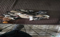 Mixed Breed dogs for sale: Northern Inuit cross American akita  - Image 16