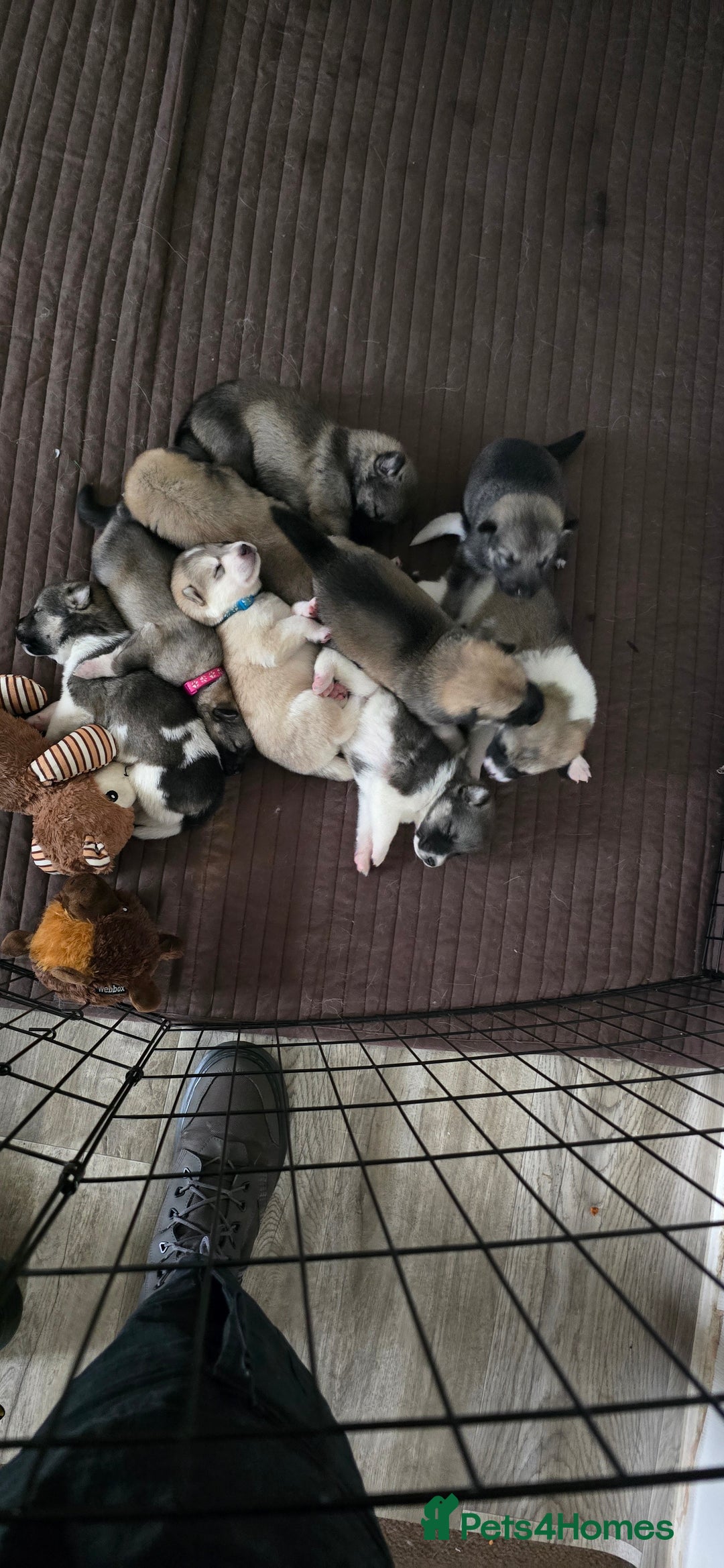 Mixed Breed dogs for sale: Northern Inuit cross American akita  - Image 16